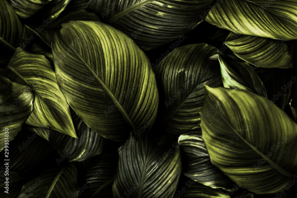 Spathiphyllum cannifolium叶子概念，深绿色抽象纹理，自然背景，热带le