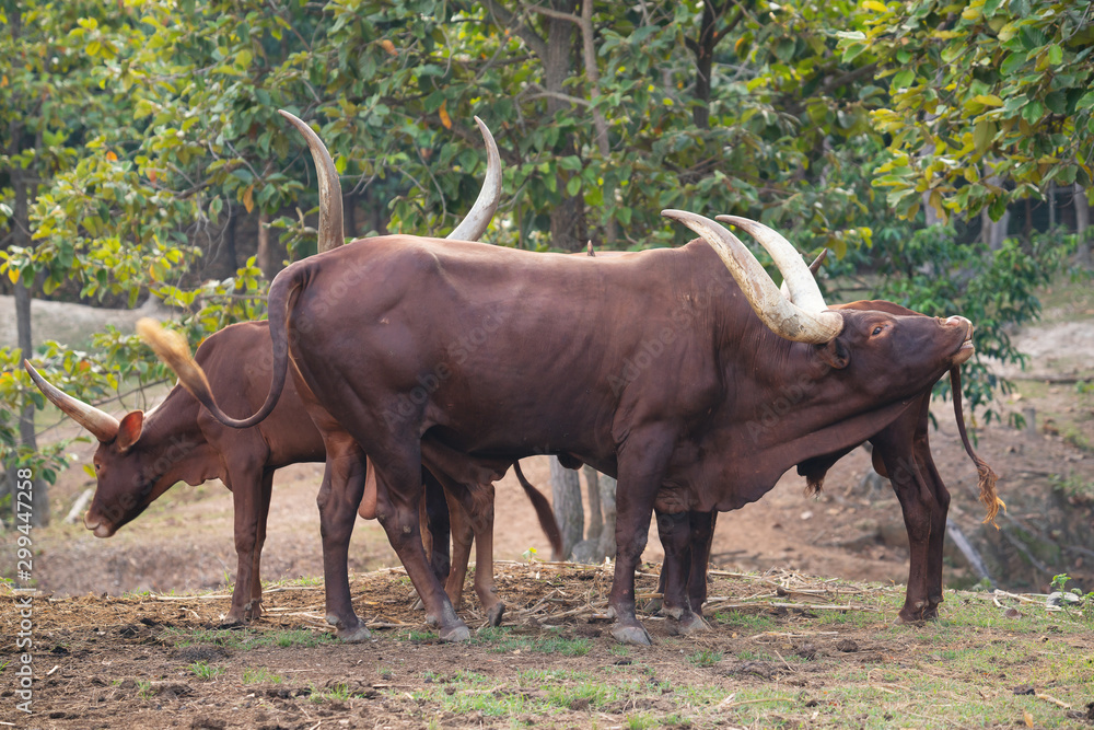 动物园里的ankole watusi牛