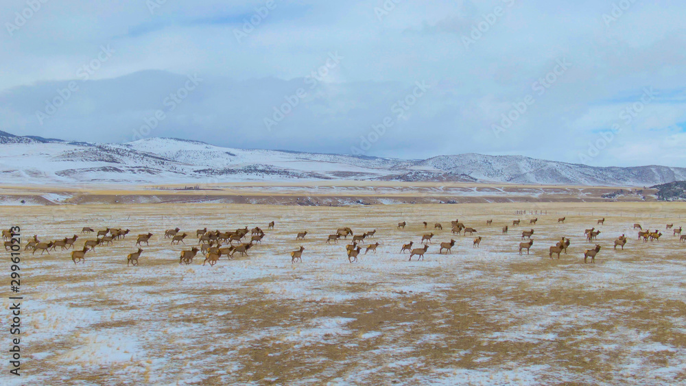 DRONE: A herd of untamed wild deer migrate across the snowy plains in Montana.
