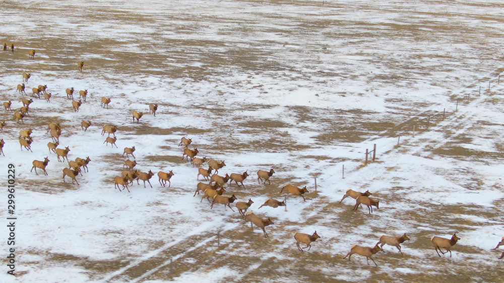AERIAL: Wild deer jump over a fence in the middle of snowy grassfield in Montana