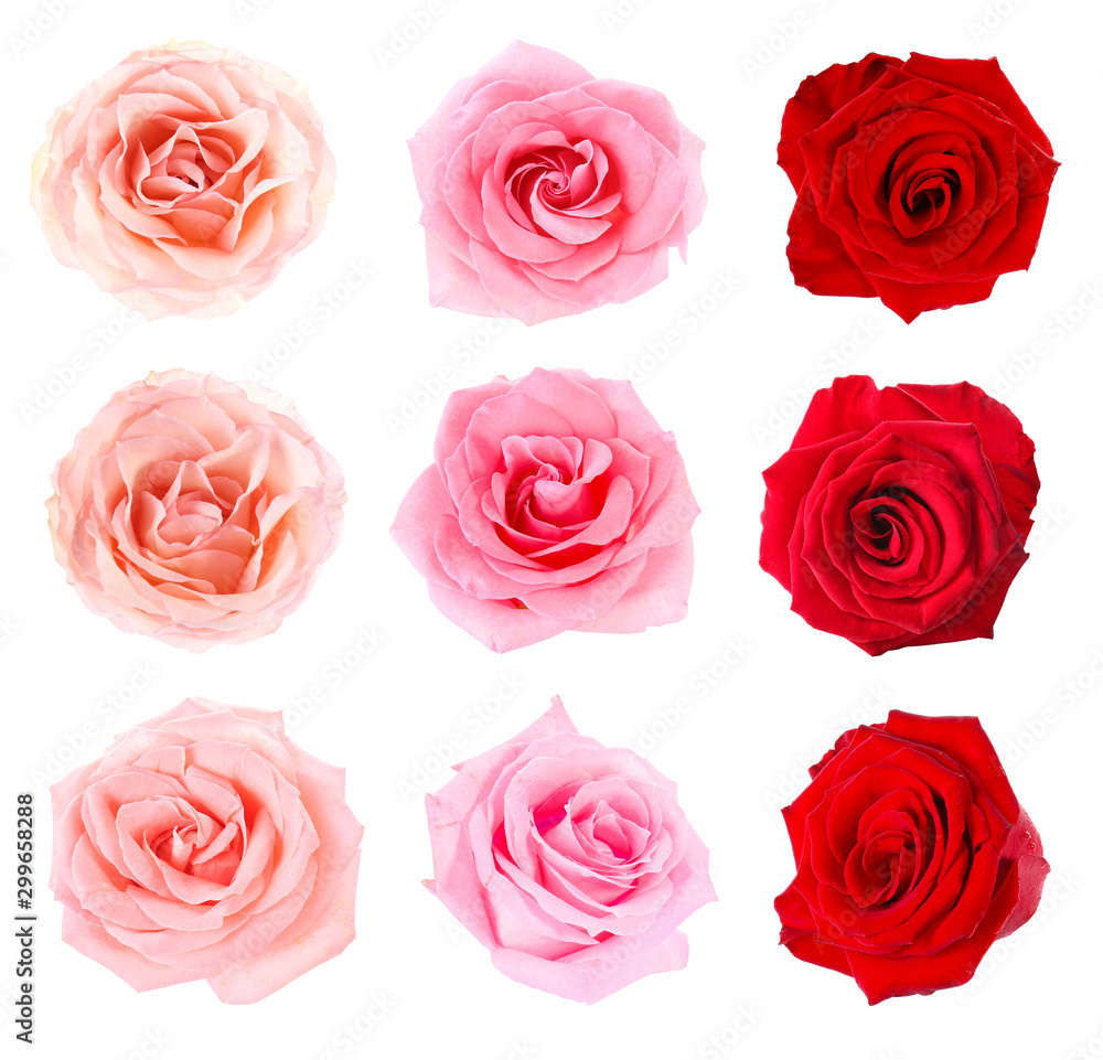 白色背景上美丽的玫瑰花拼贴画