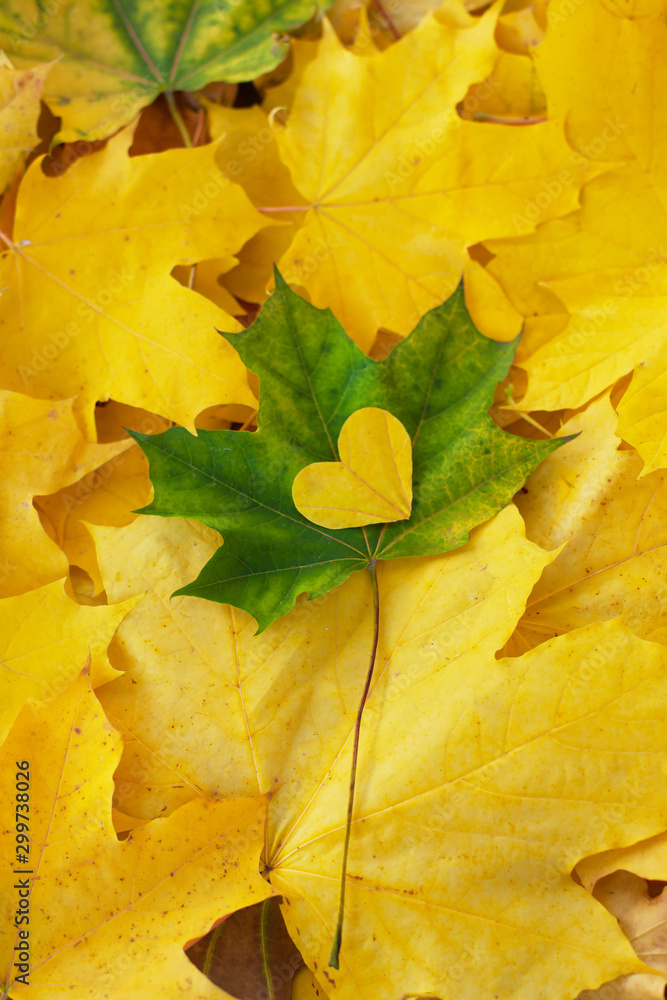 秋天的心。十一月好。一颗来自黄叶的心躺在绿色枫叶上。创意十足