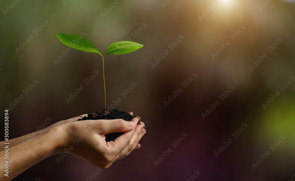 Green world earth day.Hand holding small tree for planting. concept in morning light