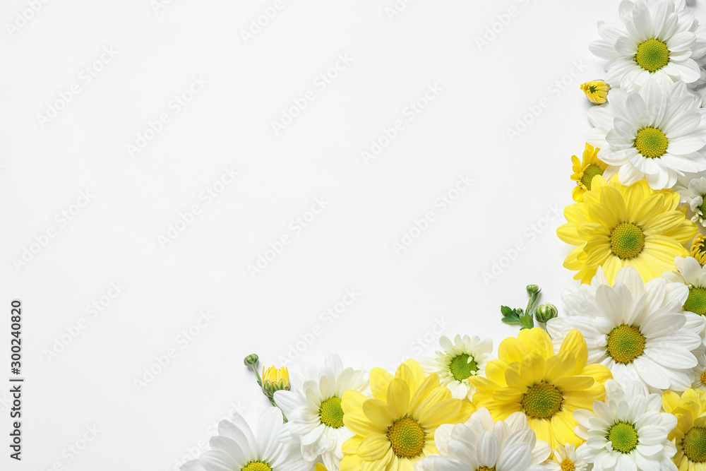 美丽的洋甘菊花，白色背景，平躺。文本空间