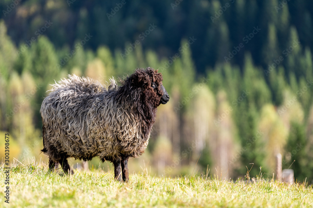 山上牧场上的羊