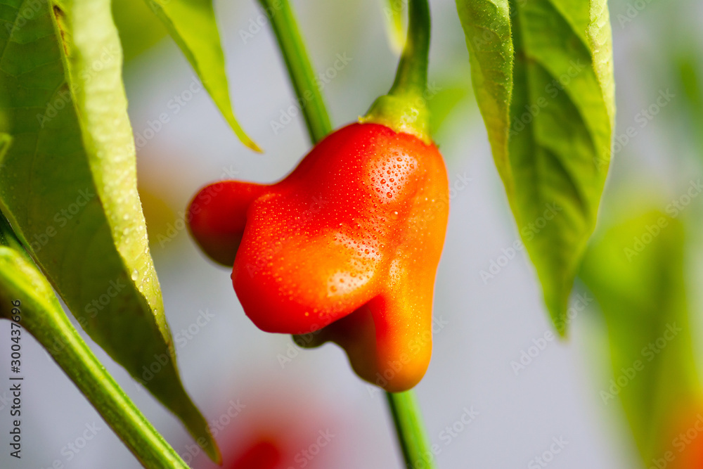 生长在植物上的皇冠状辣椒