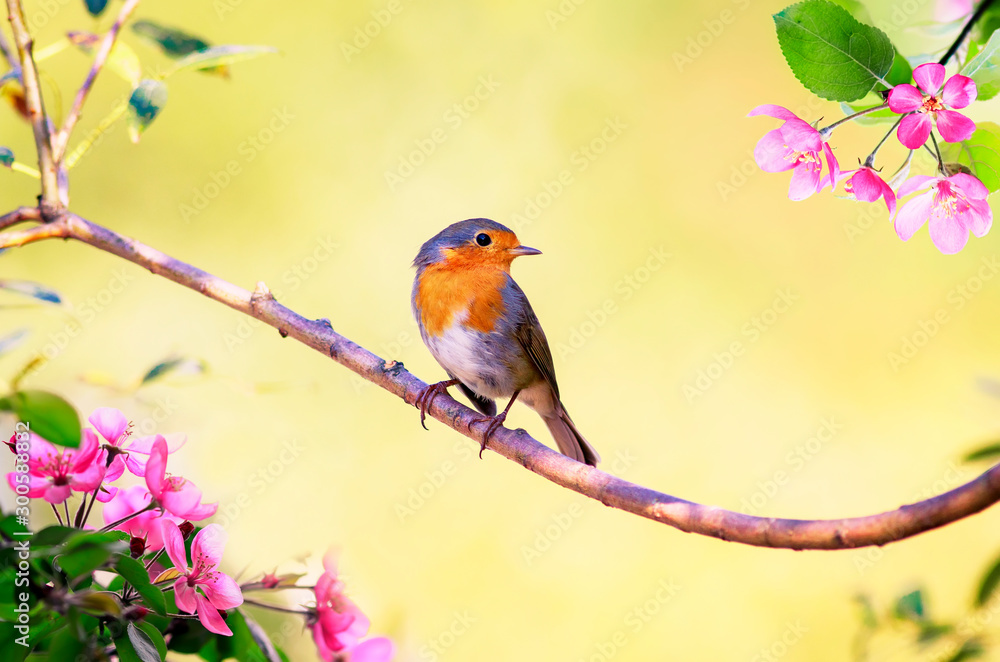 阳光明媚的五月春天花园里，明亮的小鸟罗宾坐在开着粉色花朵的苹果树枝上
