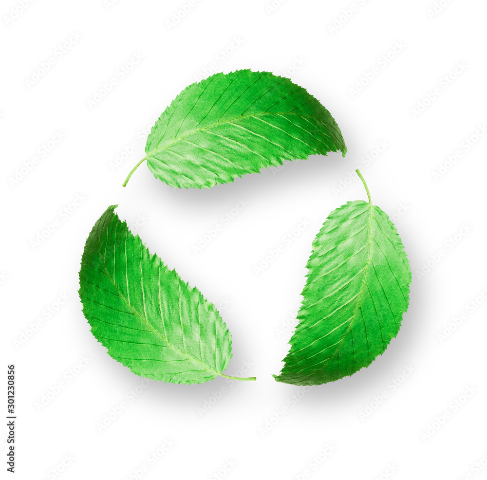 Green leaves in a circular motion on a white background