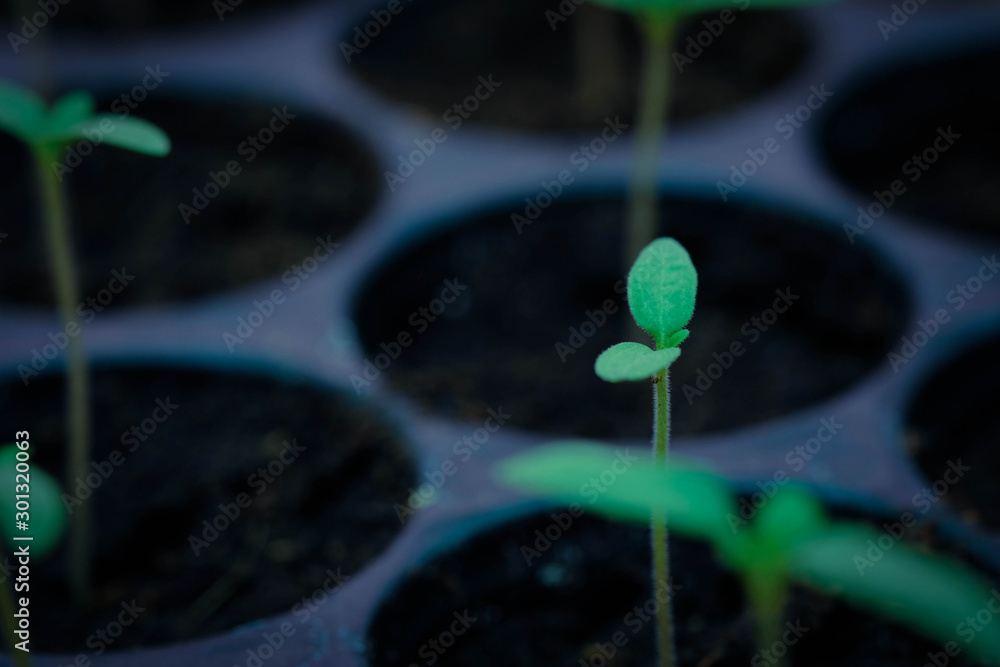 selective Close-up of green seedling, Green salad growing from seed, Organic salad in the garden Pla