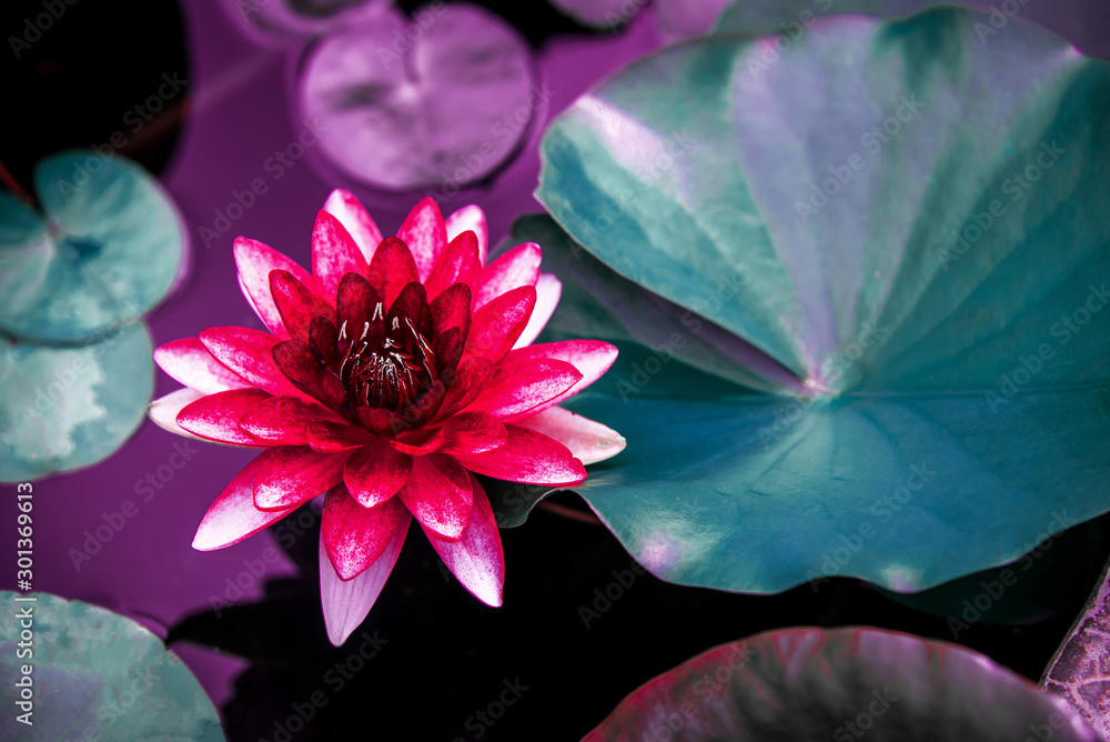 closeup beautiful lotus flower and green leaf in pond, purity nature background, red lotus water lil