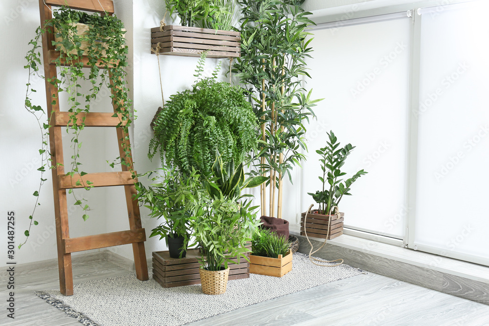 房间白墙附近的绿色室内植物