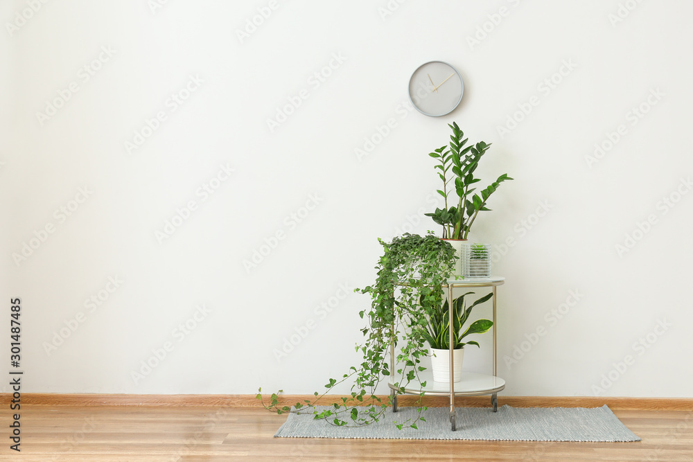 白色墙壁附近有绿色室内植物的桌子