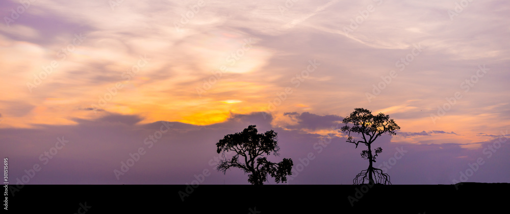 令人惊叹的日落和日出。日落时非洲的全景剪影树。开阔地上的深色树d