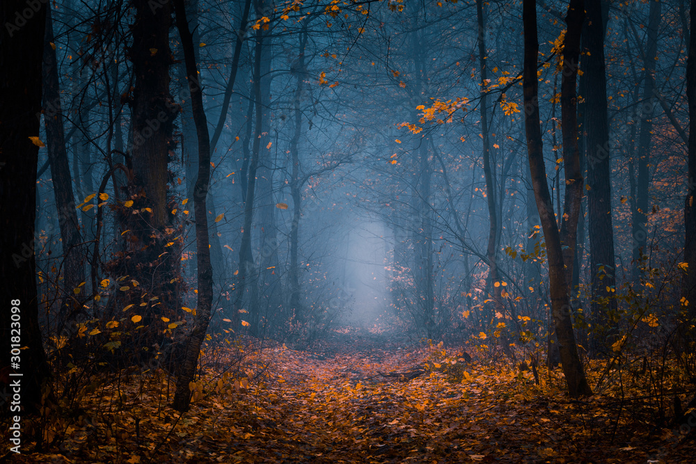 美丽的，雾蒙蒙的，秋天，神秘的森林，有前进的道路。高高的树木之间的人行道，有尖叫声