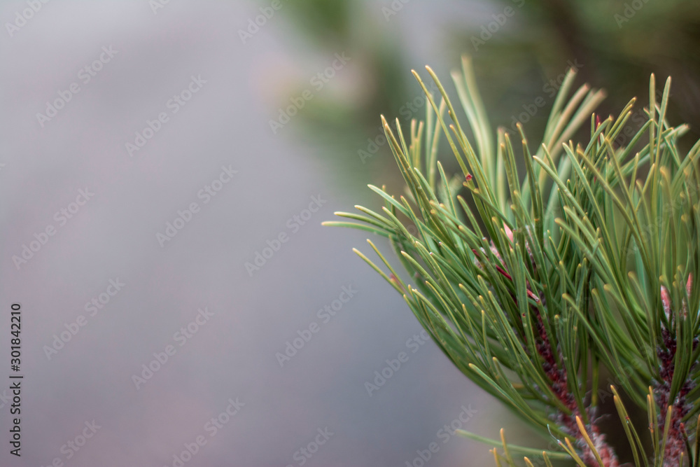 Closeup photo of green needle pine tree on the right side of picture. Blurred background