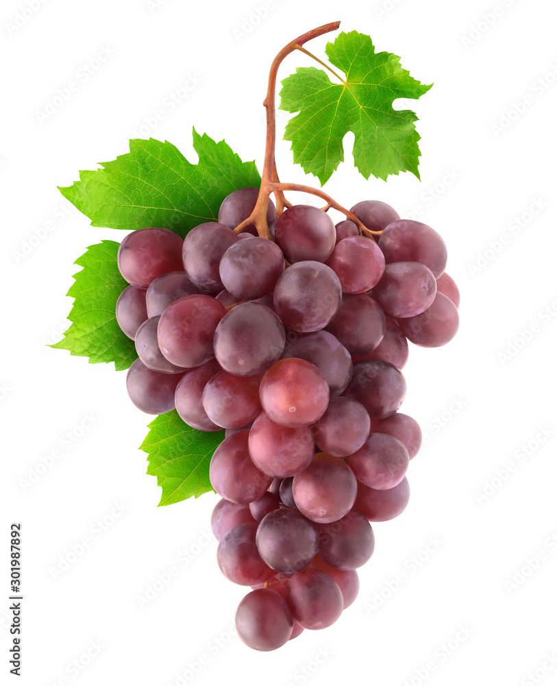 Isolated grapes. Bunch of red grapes on a branch isolated on white background with clipping path