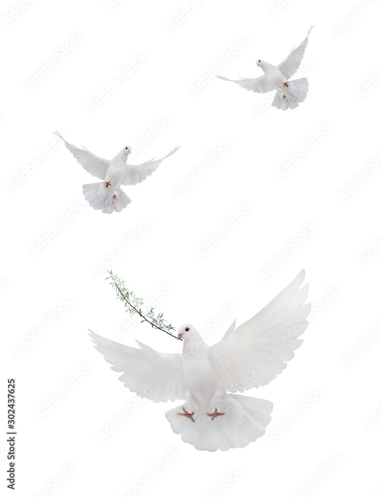 自由飞翔的白鸽被隔离