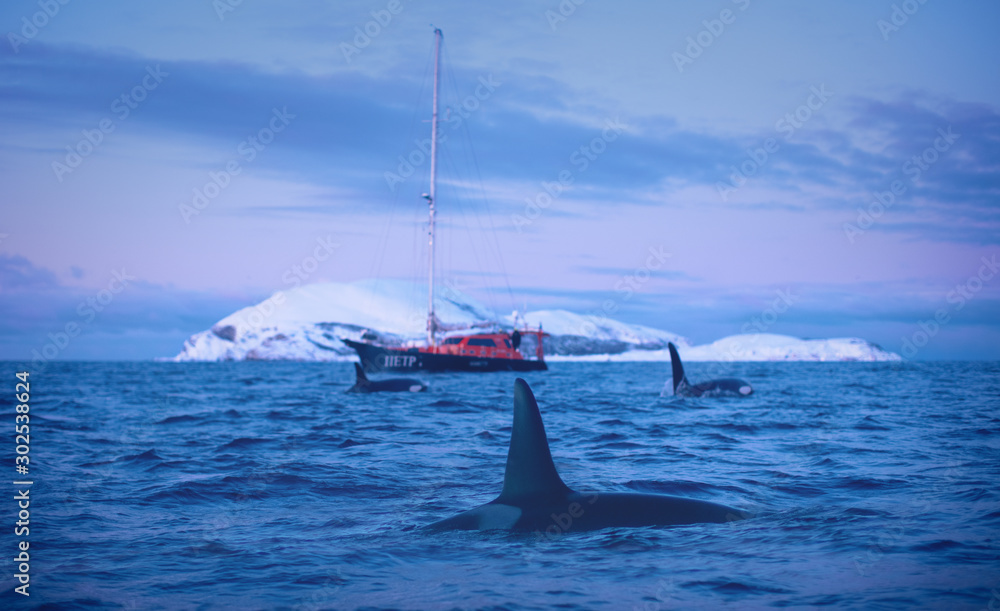 一群虎鲸，虎鲸乘坐帆船沿着峡湾的雪岛在挪威海域旅行