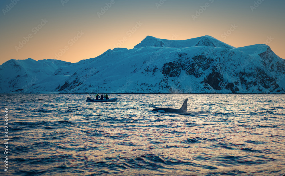 挪威海中的大虎鲸，水面上有人的捕鲸船，北部峡湾