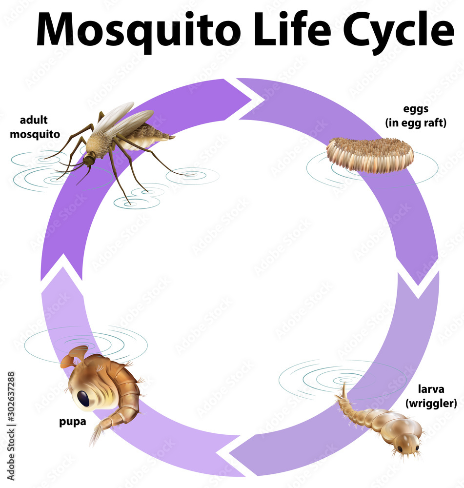 蚊子生命周期示意图