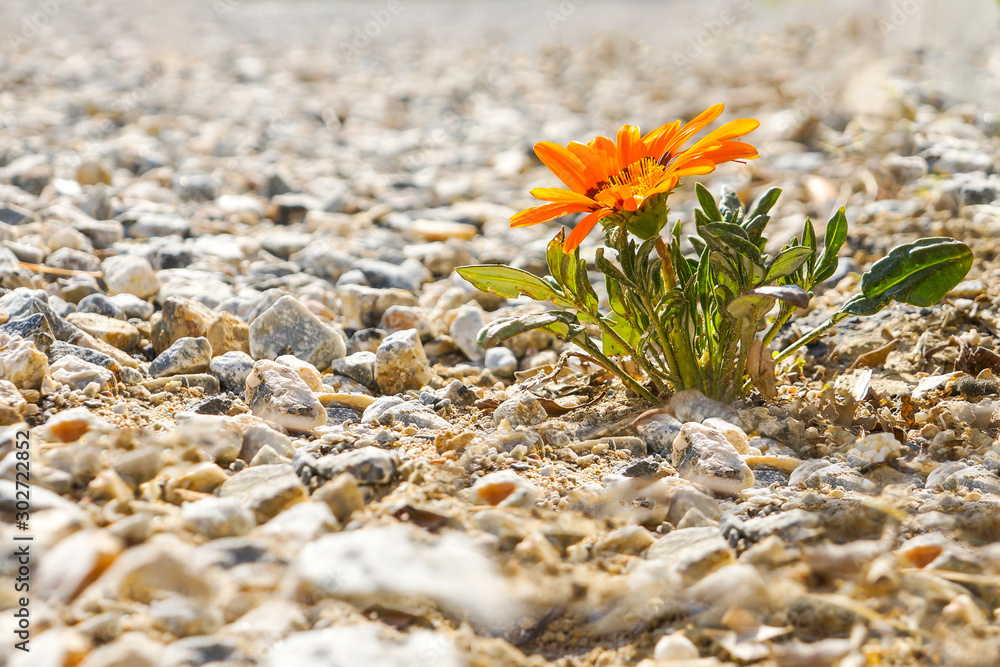 独自一人在岩石路上开出鲜艳的花朵