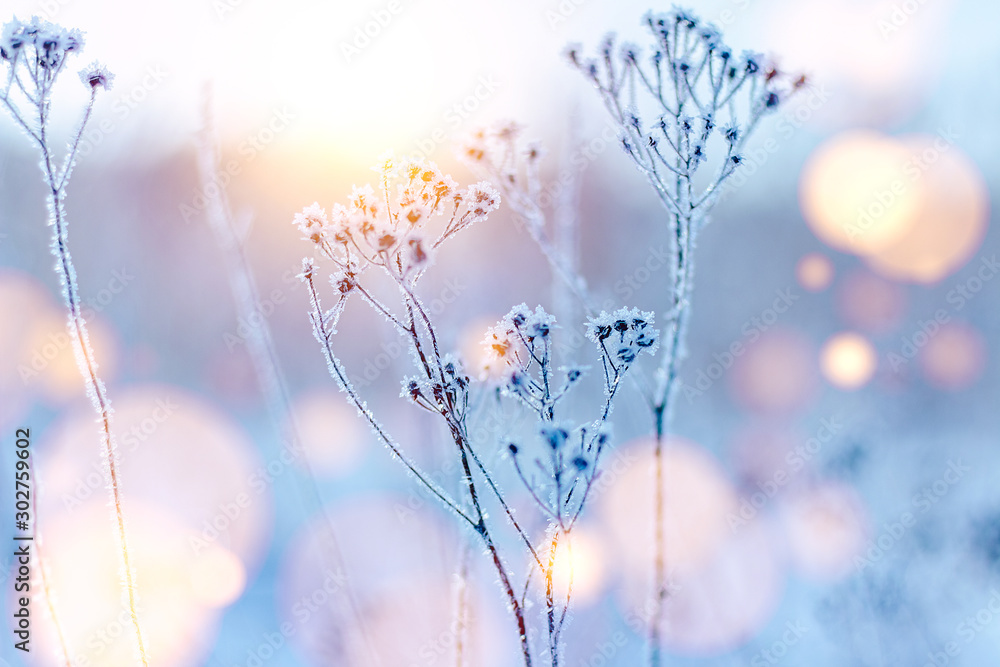 白霜中的冰冻树枝在阳光下闪闪发光。阳光明媚的冬季景观