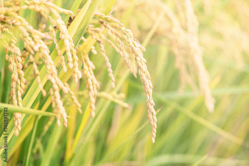 亚洲日落时分，黄色的稻田摇曳。生的短粒水稻作物秸秆，穗脱落