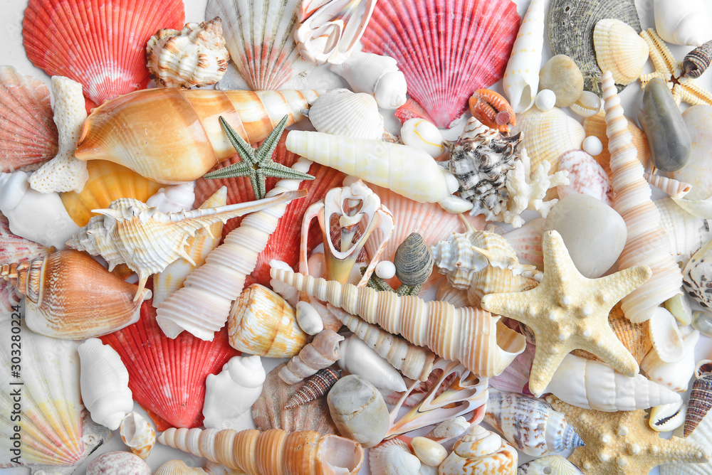 许多美丽的贝壳和海星作为背景