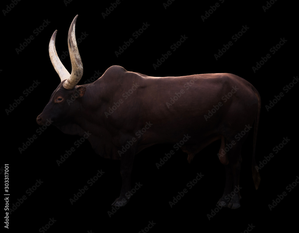 male ankole watusi in dark background