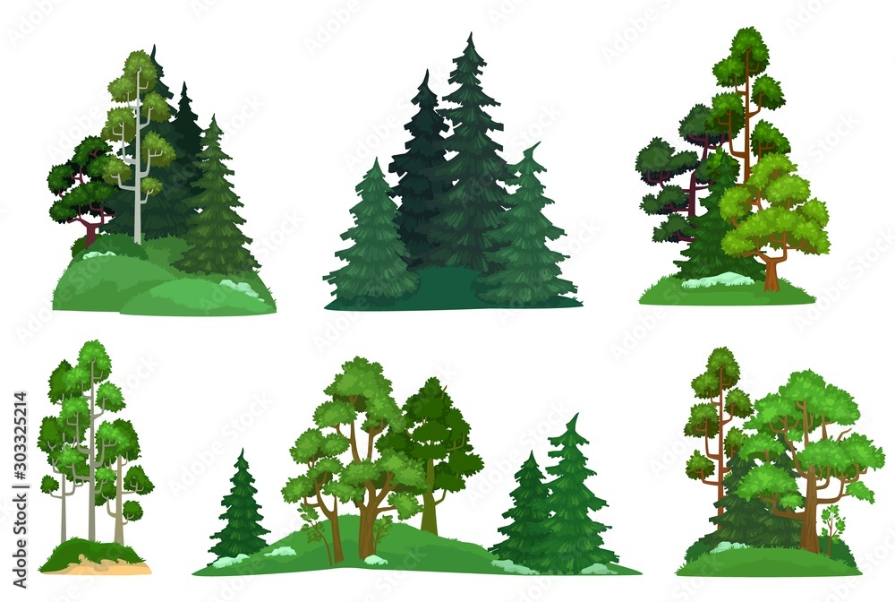 Forest trees. Green fir tree, forests pine composition and isolated trees. Foresting botanical woodl