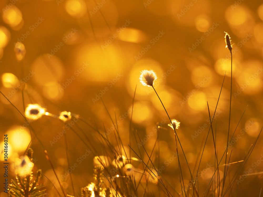 Cotton grass in the rays of sun on sunset. Nature background