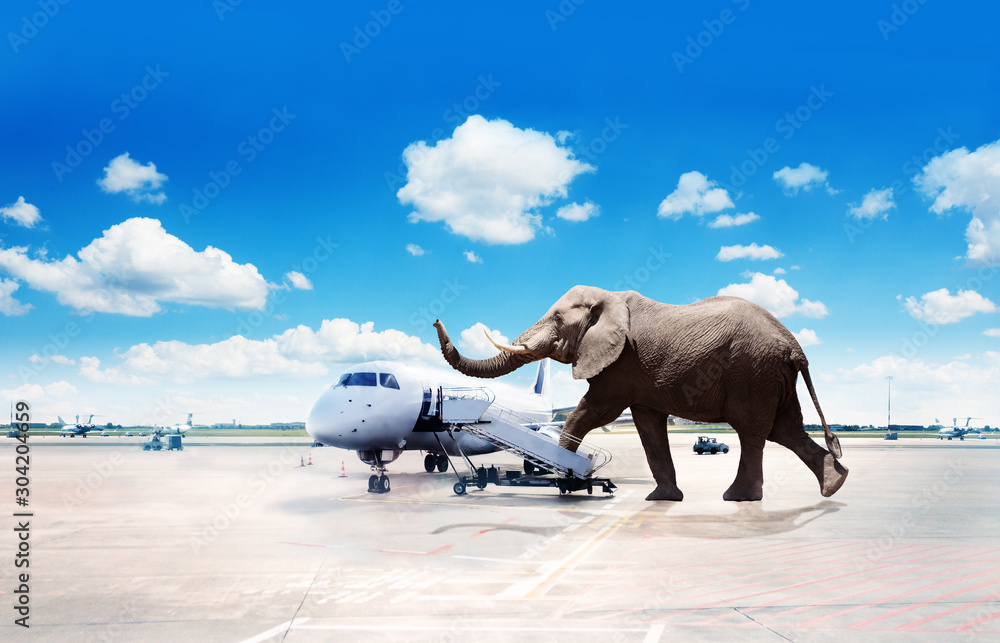 Big elephant oversized passenger board plane image