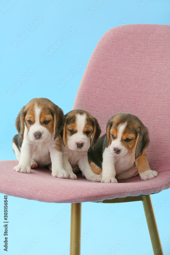 可爱的比格犬幼犬在彩色背景下坐在椅子上