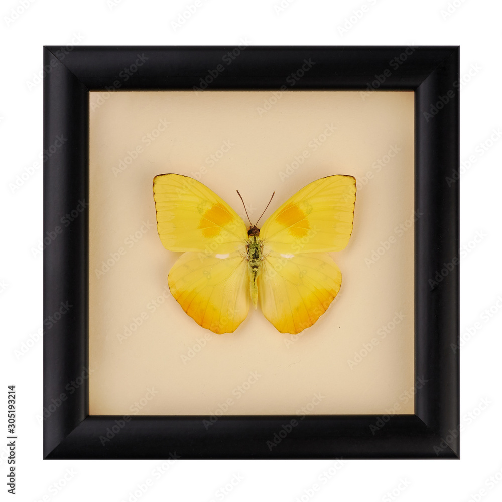 玻璃下黑框中美丽的黄色蝴蝶。稀有蝴蝶。Phoebis phil
