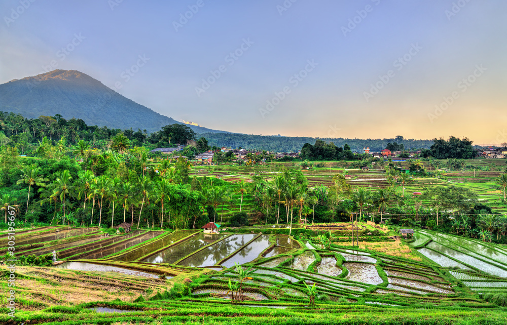 印度尼西亚巴厘岛上的Jatiluwih水稻梯田