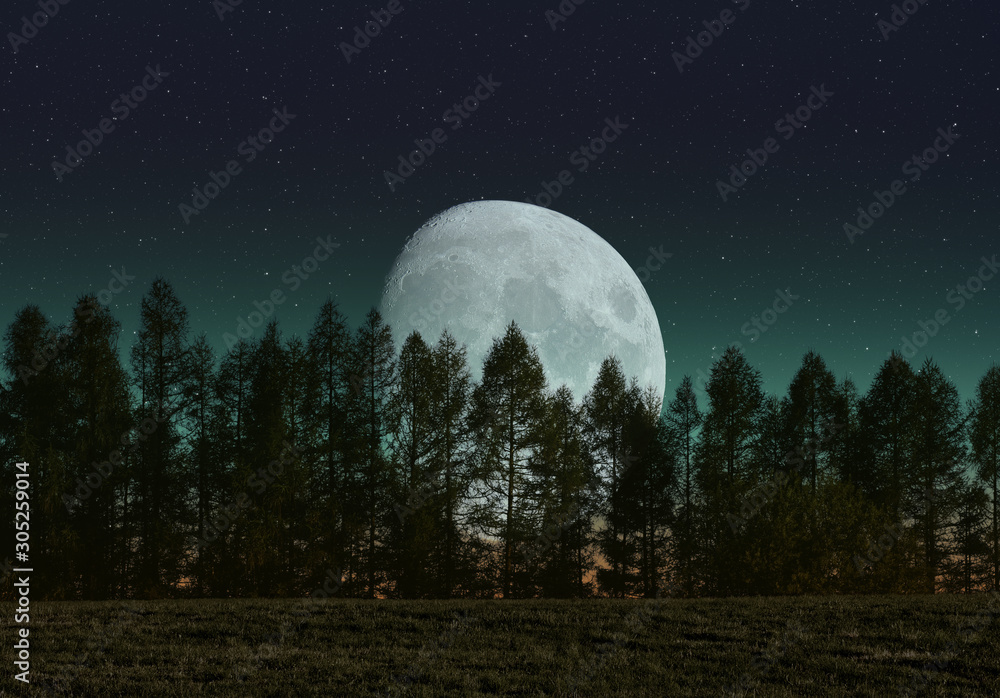 月亮从森林中的树后升起