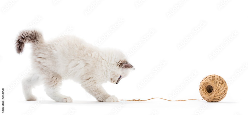 布娃娃猫，小猫在玩棉纱。与世隔绝