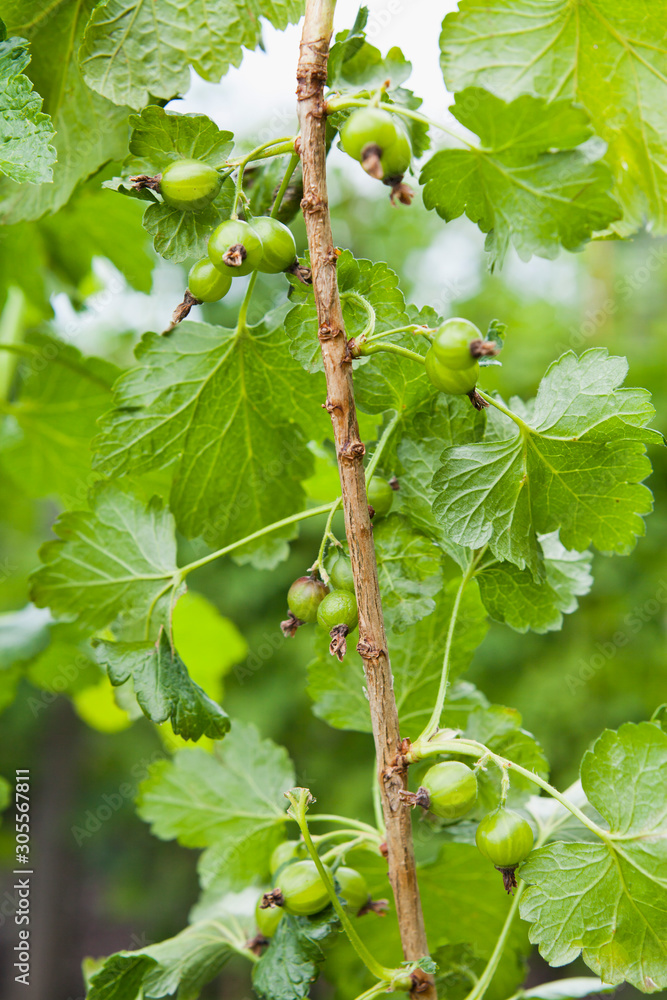 花园里的Goosberries。灌木树枝上新鲜的自由果实。