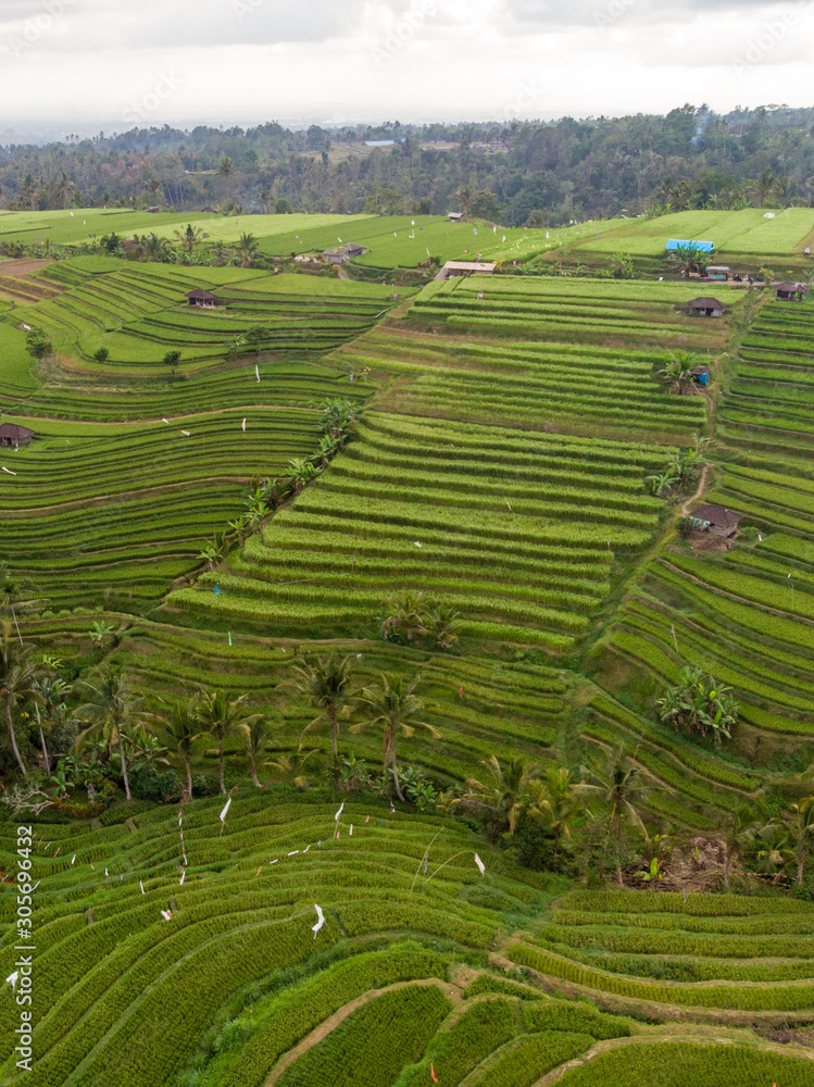 印度尼西亚，2019年11月：巴厘岛梯田Jatiluwih的鸟瞰图。美丽而富有戏剧性的ri