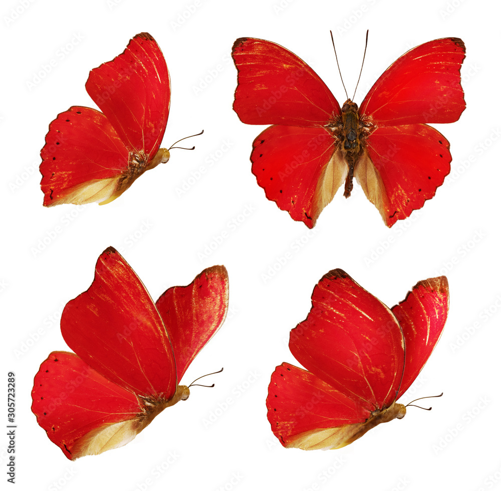 一组四只美丽的红色蝴蝶Cymothoe excelsa隔离在白色背景上。蝴蝶Nymph