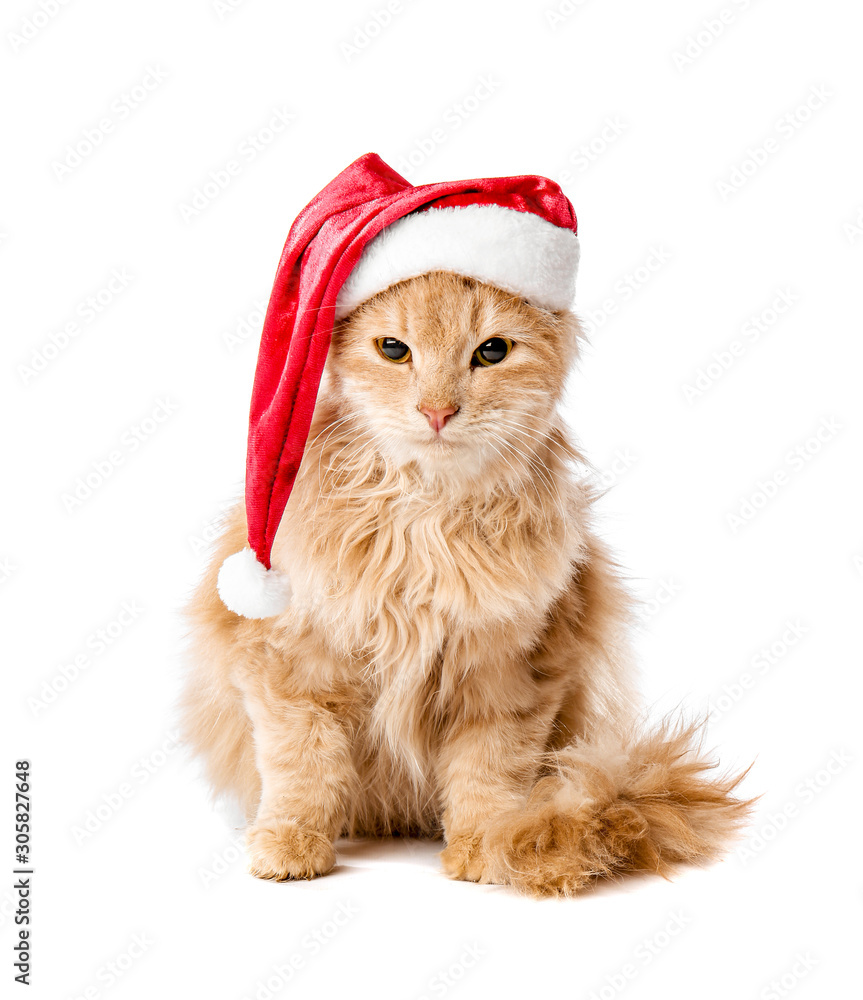 白色背景戴圣诞老人帽子的可爱有趣的猫