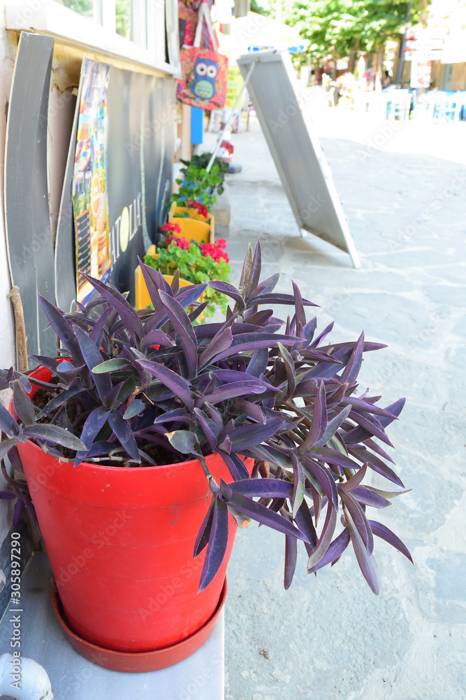 purple plant in red pot - purple heart