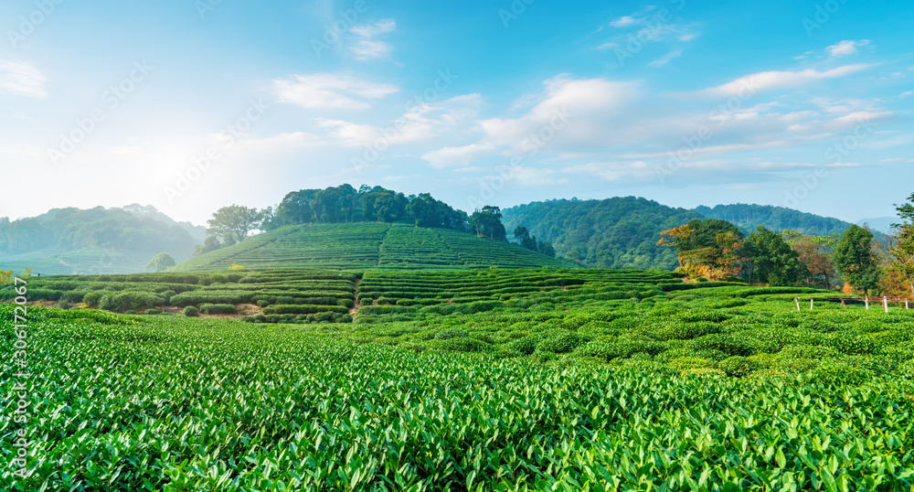 杭州西湖龙井茶的原产地……