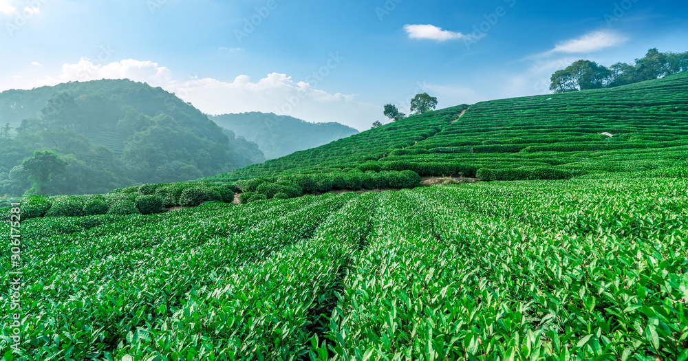 杭州西湖龙井茶的原产地……