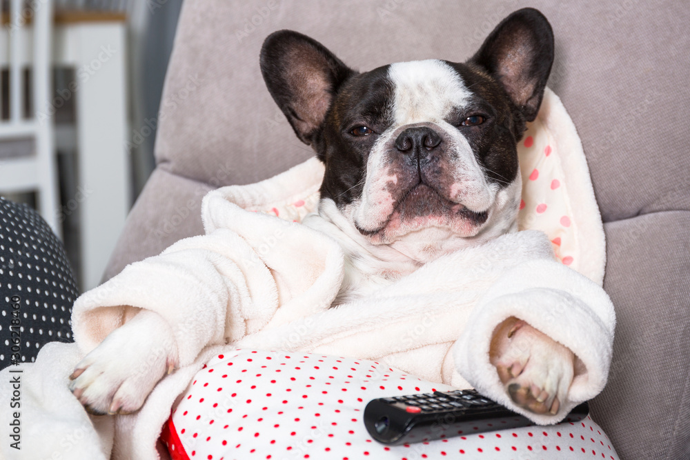 穿着浴袍的法国斗牛犬用爪子放在扶手椅上看电视