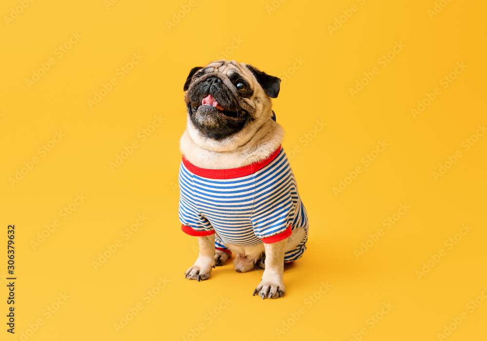 Cute pug dog in t-shirt on color background