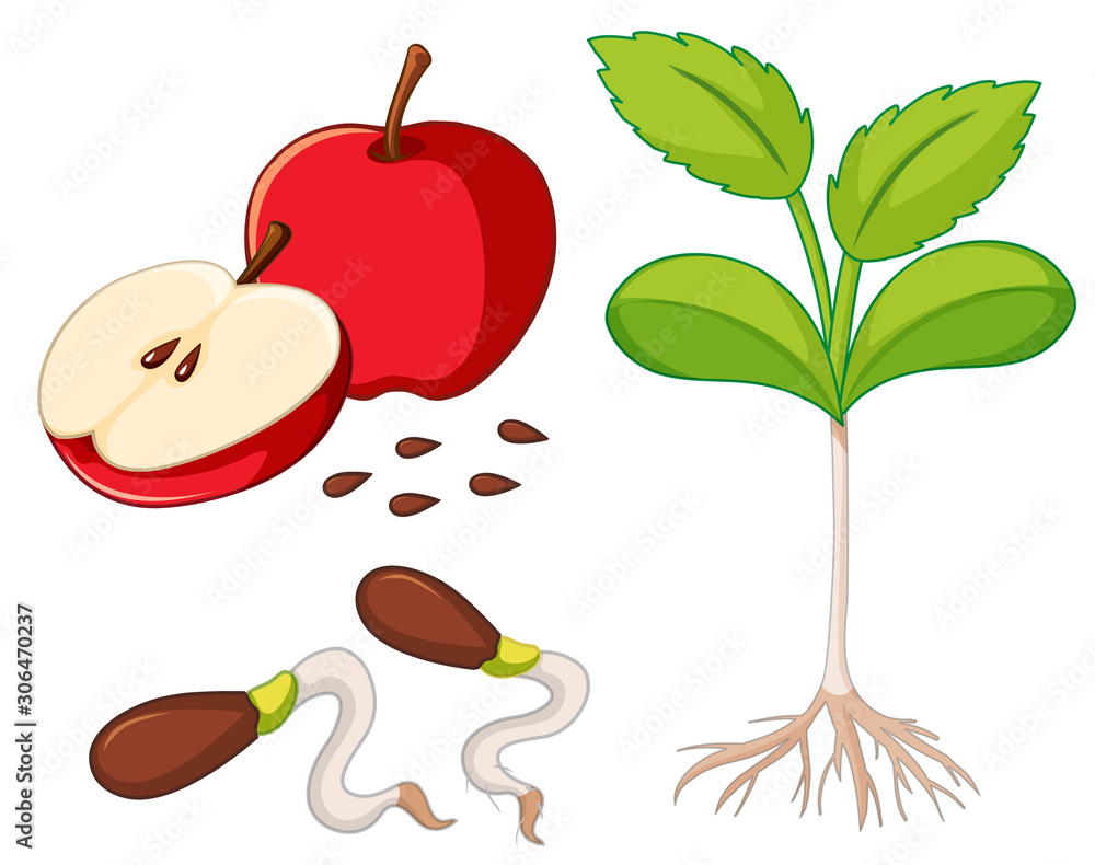带种子和幼树的红苹果