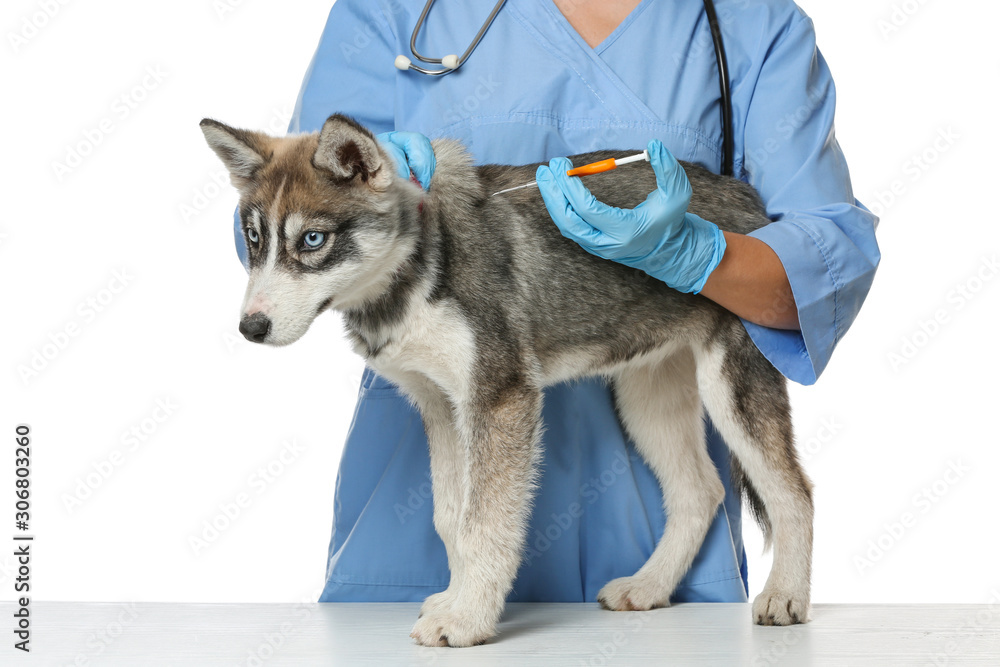 兽医在白色背景下给可爱的小狗植入微芯片