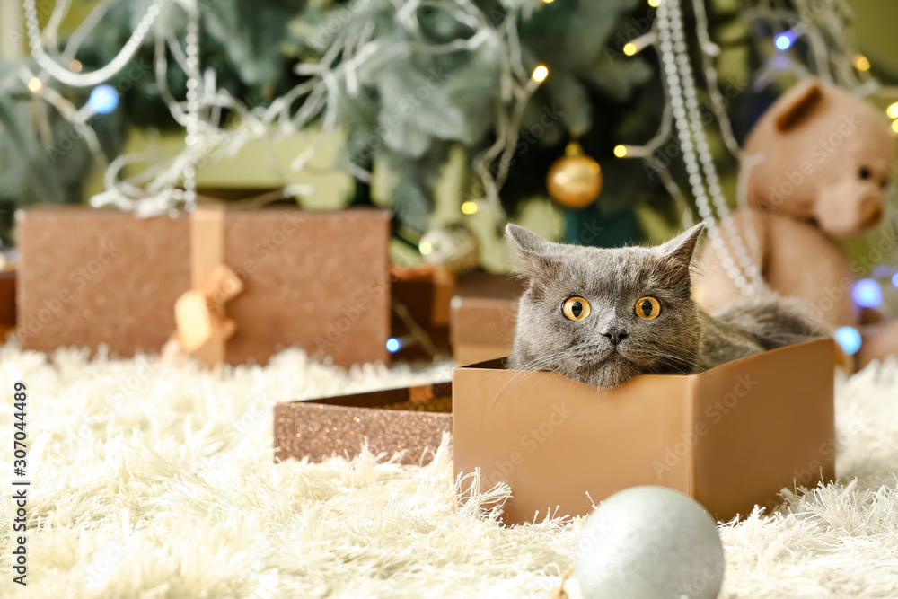 家里圣诞礼盒里的可爱有趣的猫