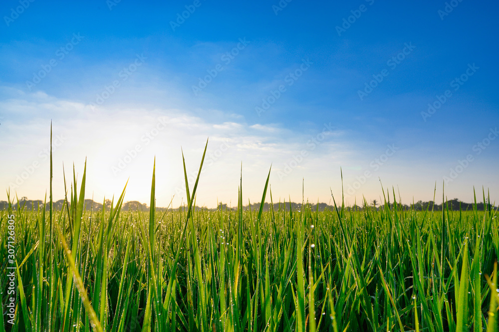 Rice green field with blue sky background